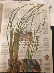Carex blanda
