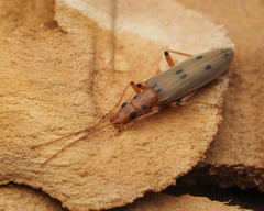 Parisopalpus nigronotatus