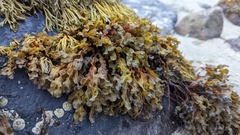 Fucus spiralis