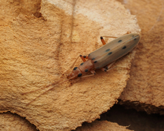 Parisopalpus nigronotatus