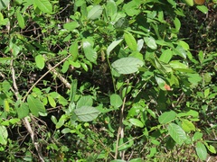 Bridelia cathartica