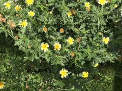 Glebionis coronaria