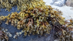 Fucus spiralis
