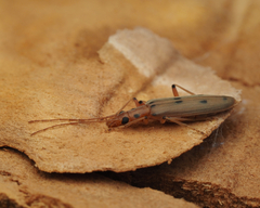 Parisopalpus nigronotatus