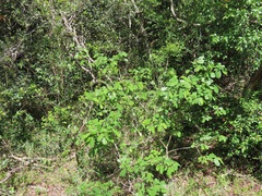 Bridelia cathartica