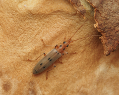 Parisopalpus nigronotatus