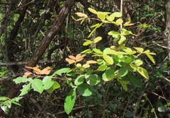 Searsia natalensis