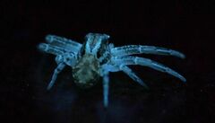Xysticus