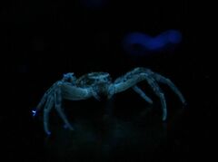 Xysticus