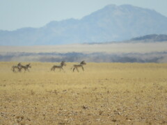 Equus zebra hartmannae