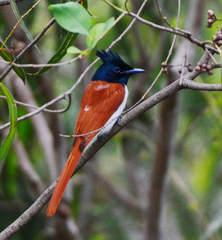 Terpsiphone paradisi