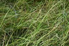 Agrostis stolonifera
