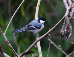 Parus cinereus