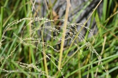 Agrostis stolonifera