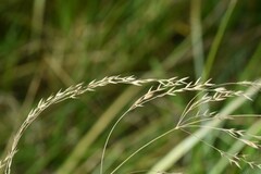 Agrostis stolonifera