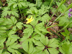 Anemonoides ranunculoides