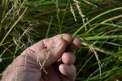 Agrostis stolonifera