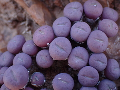 Conophytum