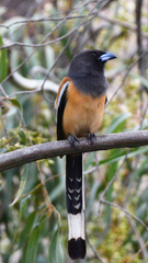 Dendrocitta vagabunda