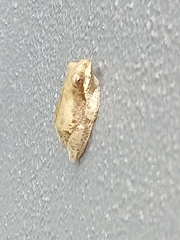 Hyperolius marmoratus taeniatus