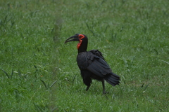 Bucorvus leadbeateri