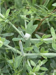 Pollichia campestris