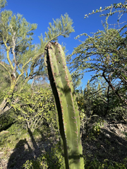 Lophocereus schottii