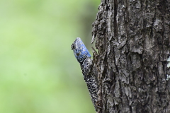 Acanthocercus atricollis