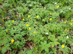 Anemonoides ranunculoides