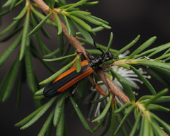 Stenoderus suturalis