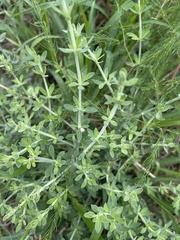 Pollichia campestris