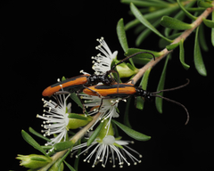 Stenoderus suturalis
