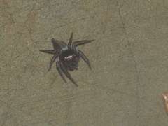 Pancorius dentichelis