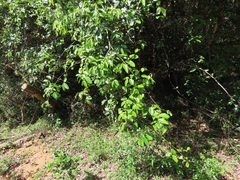 Artabotrys monteiroae