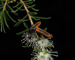 Stenoderus suturalis