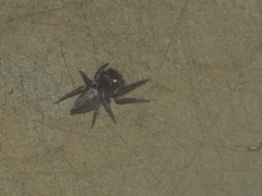 Pancorius dentichelis