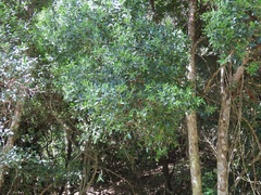 Robsonodendron eucleiforme