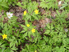 Anemonoides ranunculoides