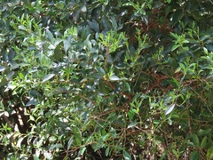 Robsonodendron eucleiforme