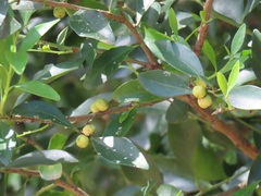 Robsonodendron eucleiforme