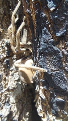 Palystes superciliosus