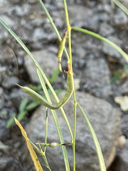 Sphinctospermum constrictum