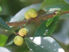Robsonodendron eucleiforme