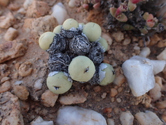 Conophytum