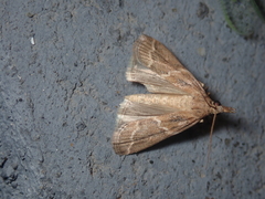 Bradyrrhoa cantenerella