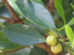 Robsonodendron eucleiforme