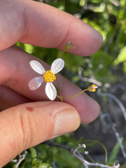 Coreocarpus parthenioides parthenioides