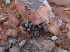 Adromischus filicaulis