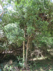 Robsonodendron eucleiforme