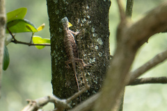 Draco sumatranus